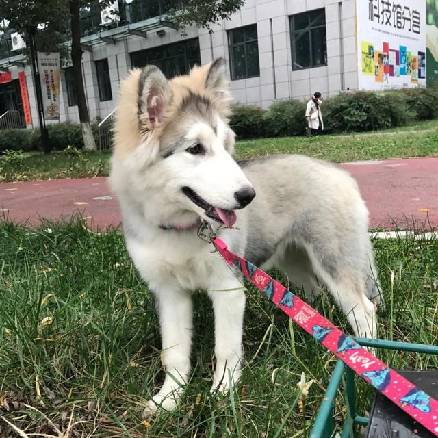 金毛犬，6种狗狗小时候和长大的对比（金毛犬的优缺点及性格）