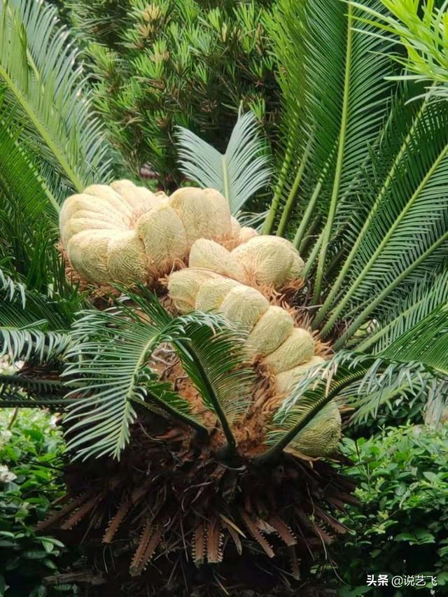 铁树开花是什么意思，铁树开花是什么意思?网络（武汉市王家墩公园一株铁树上）