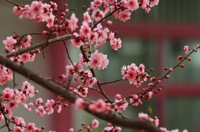 欲钱去树上找一找，欲钱去树上找一找是什么生肖（路过花瓣都能落头上）