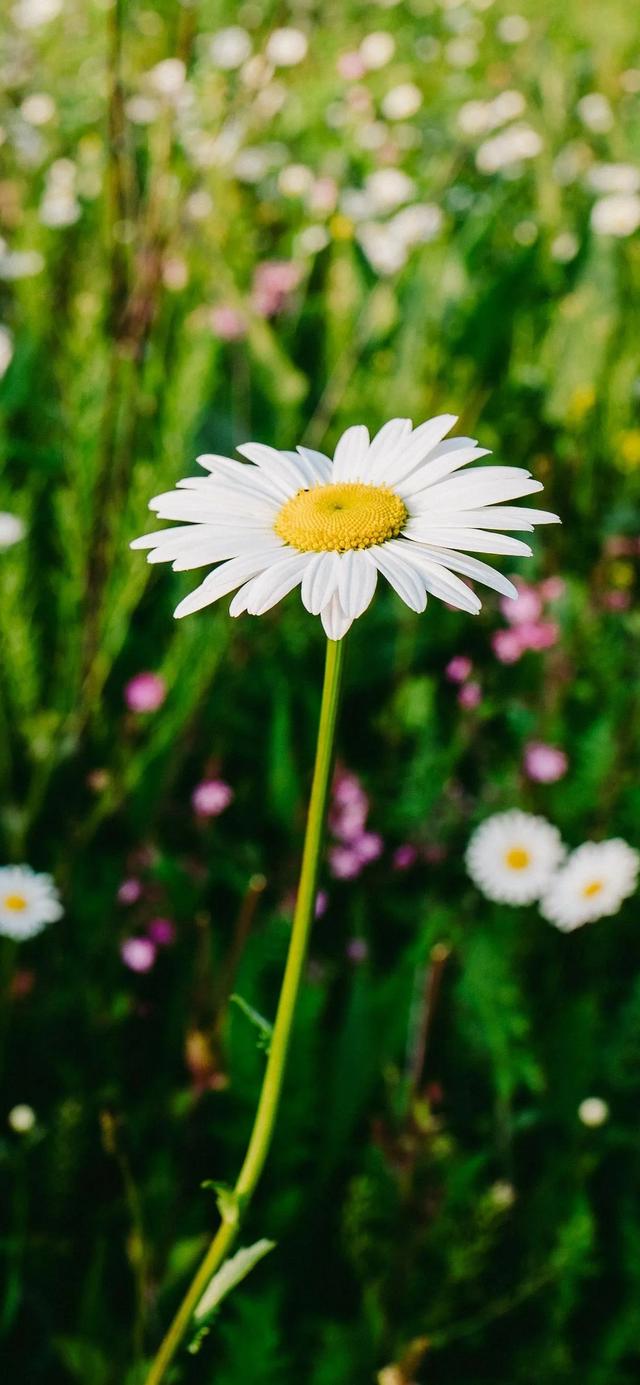 植物，微信头像，植物（清爽夺目的花花世界：）