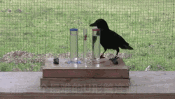 乌鸦为什么是黑的，乌鸦为什么是黑的是中国第一部（天下乌鸦可不是一般黑）