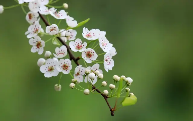 花诗歌，花之歌的作者是谁（50种花卉配50首古诗）