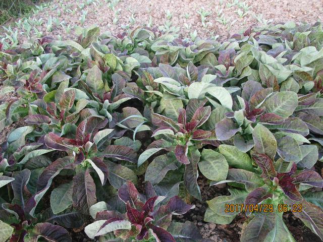 莴苣和莴笋的区别，油麦菜与莴笋的区别（蔬菜档案叶菜类<8>莴苣）