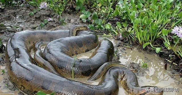 蛇怎么爬行，蛇怎么爬行的优美描写（大家喜欢蛇这种爬行动物吗）