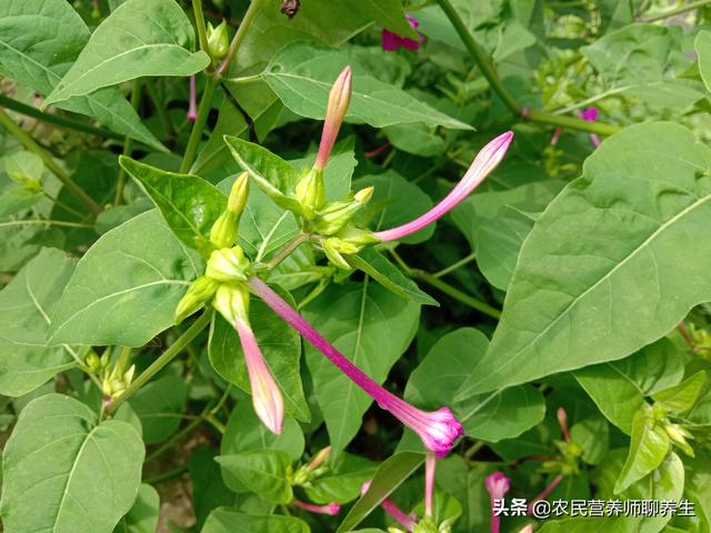 胭脂花根的功效与作用，胭脂功效与作用（用它煮水厉害啦，根比花价值高）