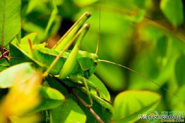 蚂蚱的种类有几种，10种常见的蚂蚱（蚂蚱的种类包括哪些）