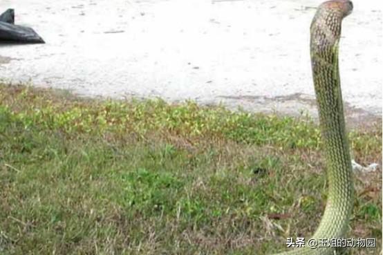 黑白王蛇，和我国菜花蛇比起来谁更强（黑白王蛇好养吗）