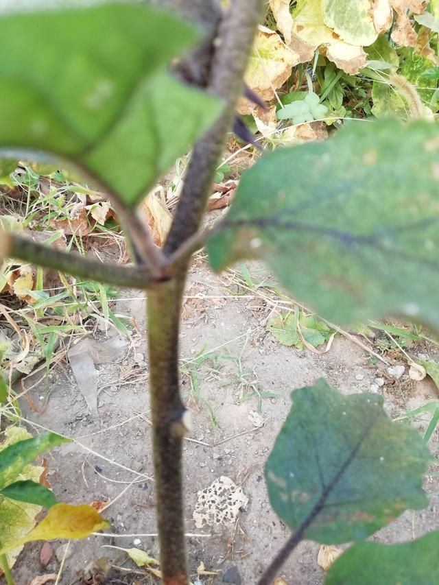 可以用什么表示颜色的词语写茄子，茄子怎么形容的颜色词语（指导孩子进行作文观察）