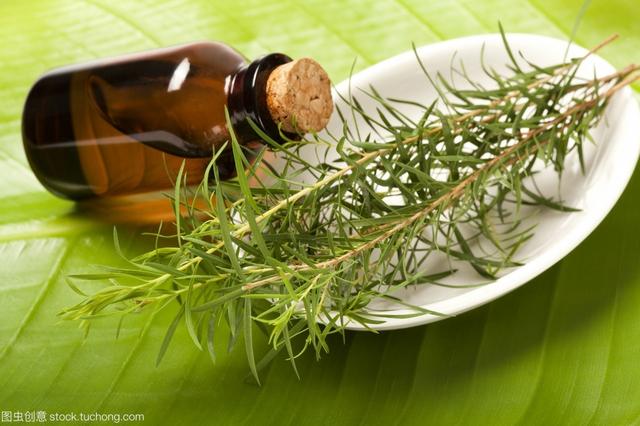 茶树纯精油，纯天然茶树精油（茶树精油怎么用在脸上）