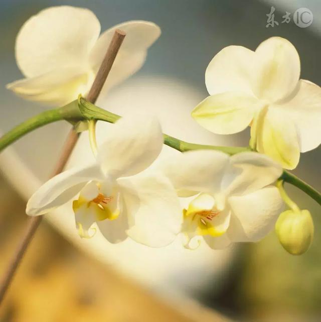 流芳千古的意思，千古流芳的意思是什么（每日一字：芳）