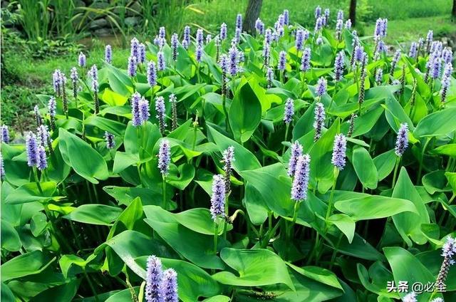 水生植物有哪些，常见的水生植物有哪些（水生植物大全）