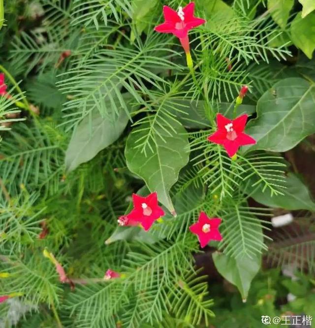 夏天开花的植物，家里养能开花的植物一年四季开花（热不死、晒不死）