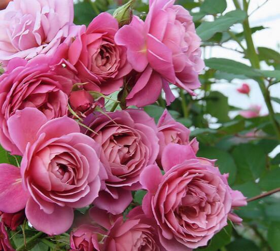 玛格丽特王妃月季，玛格丽特王妃花苞（最值得养的“月季”）