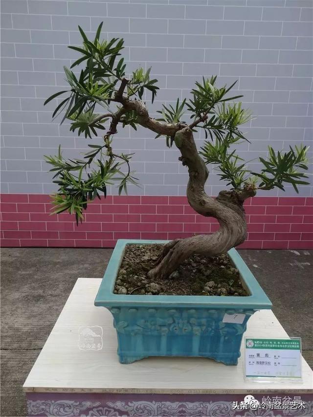 台湾罗汉松，飘逸优雅的海岛罗汉松盆景（台湾罗汉松的养殖方法和注意事项）