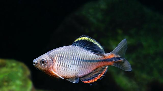 月亮鱼多少钱一条，月亮鱼的价格（预算不超200元，能不能养鱼）