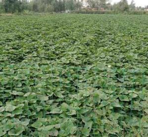 如何种红薯，怎样种红薯苗视频（种植红薯的正确方法与时间）