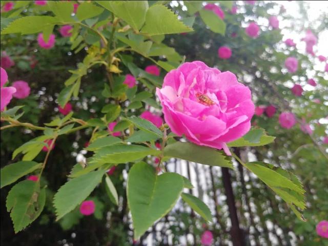 鹤山市信息网张姨的男妾，张巡杀妾小说（杨玉环和唐明皇的爱情史）