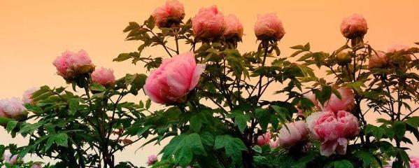 牡丹花的介绍，牡丹花的介绍资料300字（种牡丹花的方法）