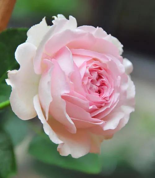 月季花图片,月月红月季花图片(100个月季品种)