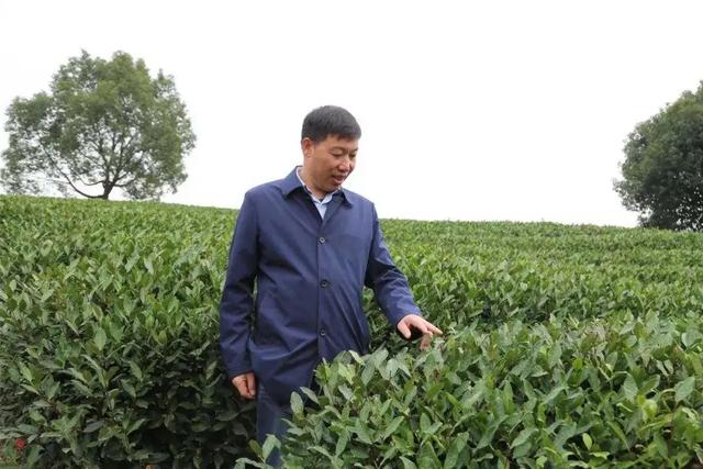 三和茶的功效或作用，三和茶是什么（用一颗爱茶之心）