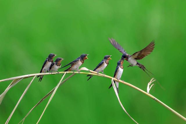 燕子的资料，燕子为什么要辛苦捕食昆虫