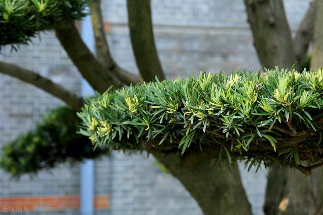 种紫薇树的风水禁忌，风水最好的树（有院子就种15种树）