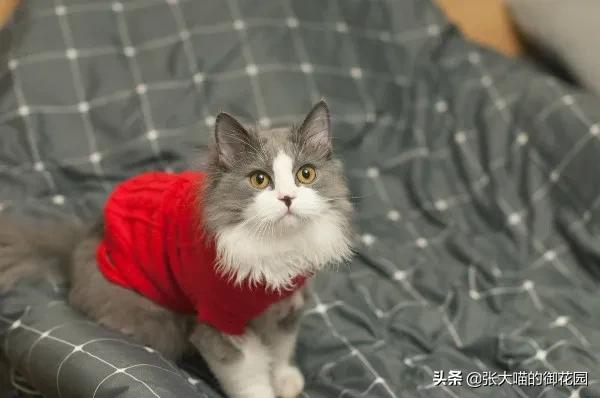 怎么训练猫在猫砂盆里上厕所，怎么训练猫咪在猫砂里面上厕所（这些技能你学会了吗）