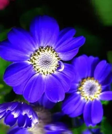 蓝色的菊花