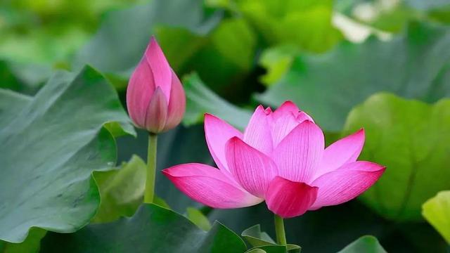 淮阳属于哪个市，淮阳区包括哪里（河南·淮阳）