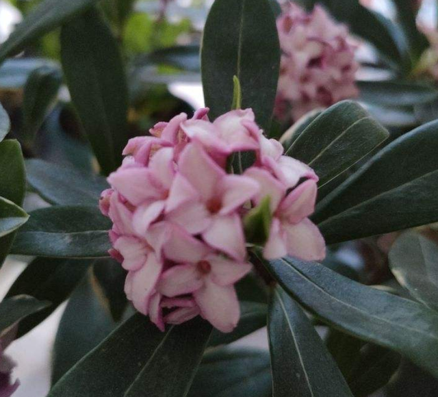 金边瑞香的形态特征和栽培技术详解，金边瑞香的栽培方法（开花满院子飘香）