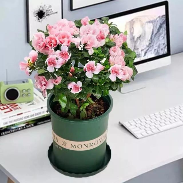 春夏秋冬四季什么花好看，这十种花几乎一年四季都开花