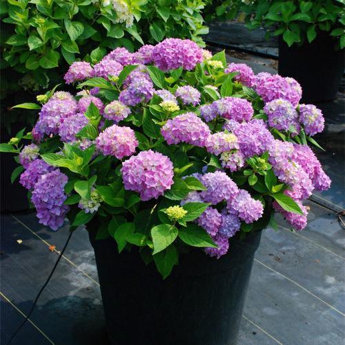 冬天有什么花开放，冬季开花的花卉有哪些（8种“稀罕花”）