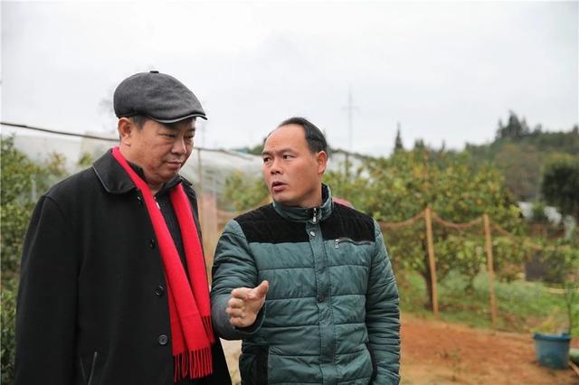 脆蜜金柑的优点和缺点，脆蜜金柑这么好品质、这么高效益