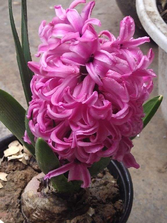 冬天开的花有哪些，冬天开的花有哪些20种...（1种花是冬季“爆品”）