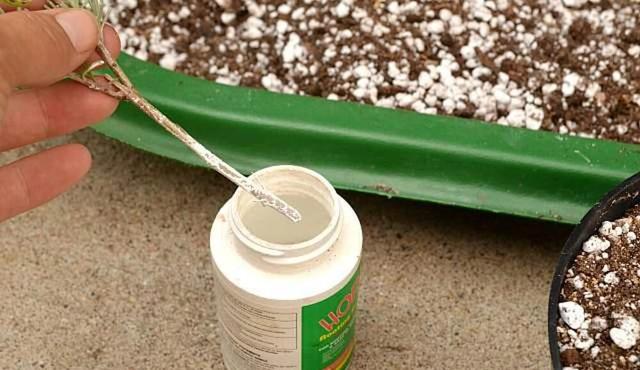 种子怎么用生根粉发芽，种子刚发芽可以用生根粉吗（灌根、移栽和扦插效果好）