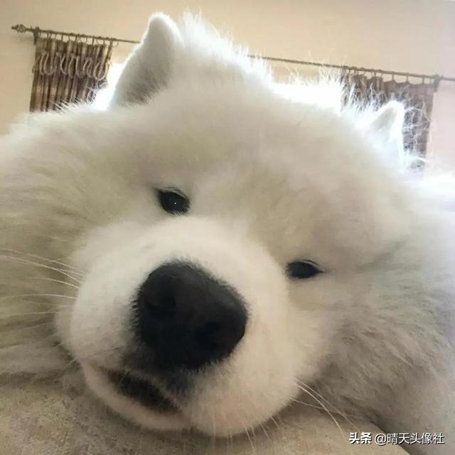 萌宠头像微信，萌宠头像（正如晚来的你皆是笑意）