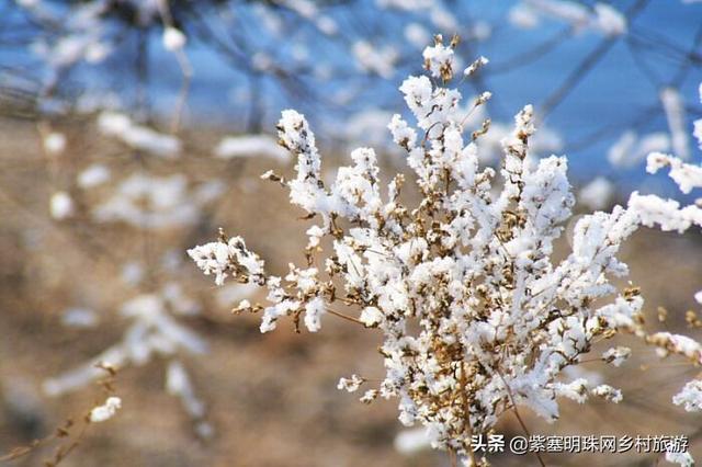 雾凇岛什么时候有雾凇，吉林省吉林市雾凇岛什么时候有雾凇（能看到雾凇的几率就是这么大）