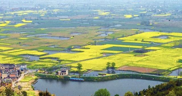 油菜花开的季节，适合家庭室内养的花与绿植（2019年全国油菜花开放时间表）