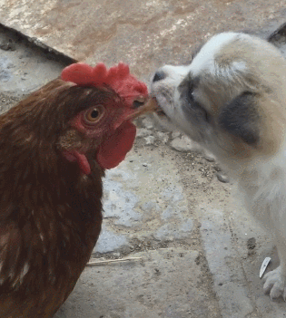 狗狗能不能吃牛肉，狗狗能不能吃牛肉粒零食（铲屎官注意了）
