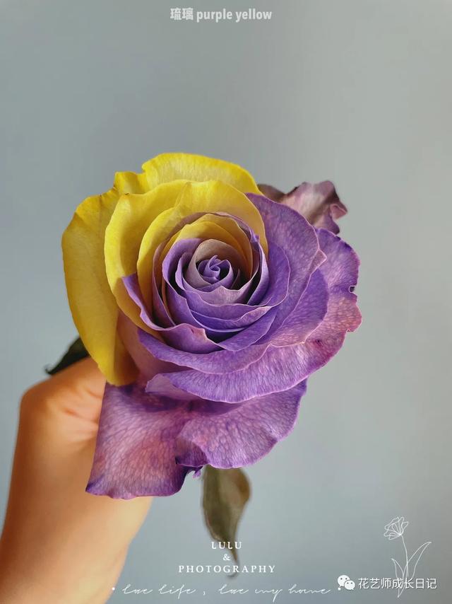 厄瓜多尔玫瑰是染色吗，厄瓜多尔玫瑰是染色吗为什么