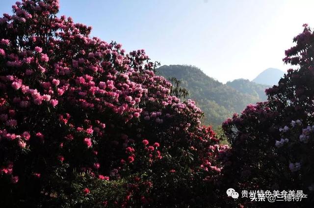 真正的龙眉图片，哪种眉毛是富贵眉毛（贵州旅游攻略之地球上的彩带——花的海洋百里杜鹃）