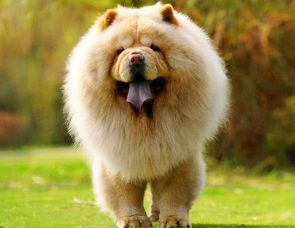 松狮犬图片纯种大型,纯种松狮犬大型_大山谷图库