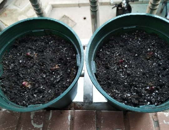 百合种球怎么种植，百合花种球的种植方法（百合花的最佳种植时间到了）