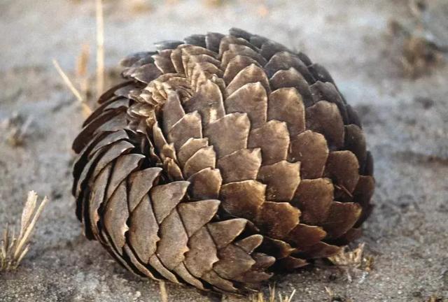 蛇皮果的营养价值，这种水果不一般（蛇皮果的药用价值）