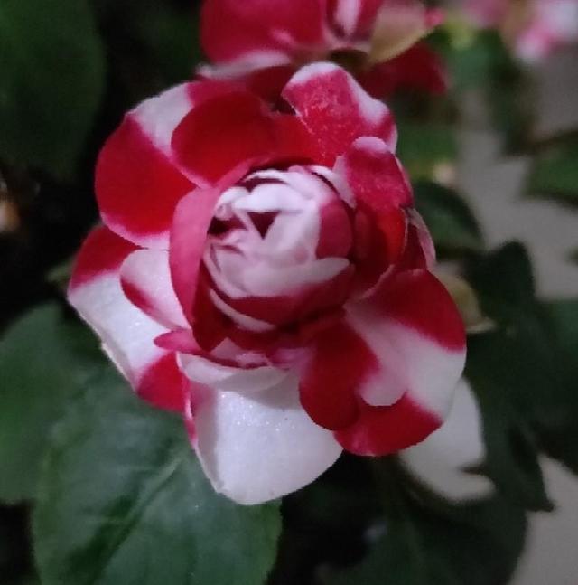 凤仙花种植方法和时间，凤仙花怎样扦插繁殖（一养就开爆盆）