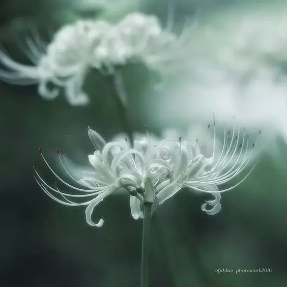 彼岸花，微信头像，彼岸花（48张彼岸花图，真是美极了）