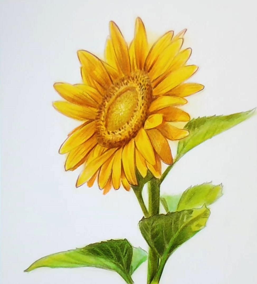 彩铅画向日葵教程(快来一起学习吧) - 农业 - 爱宁信息网
