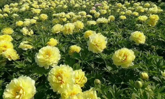 芍药不开花的解决办法，芍药一直不开花怎么办（开花个个比拳头大）