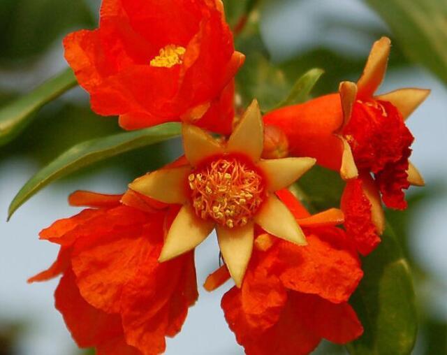 石榴的盆栽方法与注意事项，石榴的盆栽方法与注意事项图片（盆栽石榴养护有技巧）