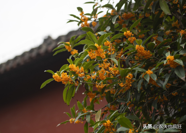 桂花树能种在院子里吗，桂花树适合种在庭院的哪个方位（贵人立门内”啥意思）